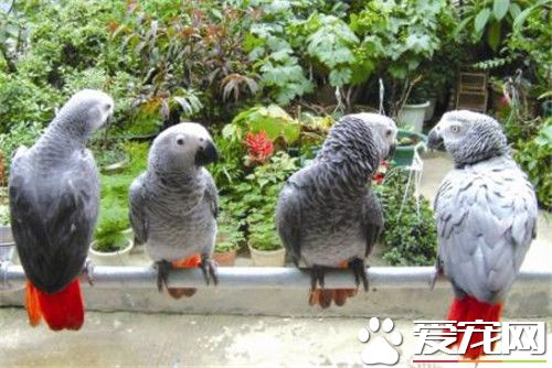 非洲灰鹦鹉好養嗎 非洲灰鹦鹉是比較好養的鹦鹉