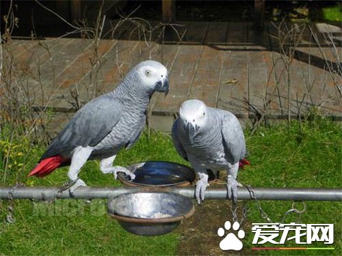 非洲灰鹦鹉好養嗎 非洲灰鹦鹉是比較好養的鹦鹉