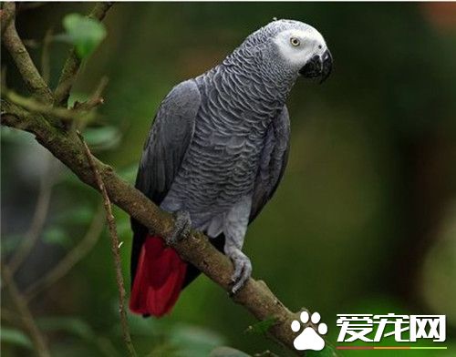 非洲灰鹦鹉好養嗎 非洲灰鹦鹉是比較好養的鹦鹉