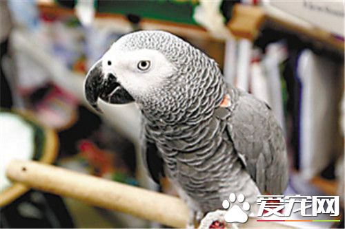 養非洲灰鹦鹉犯法嗎 需要有合格的證件才行