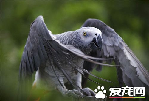 養非洲灰鹦鹉犯法嗎 需要有合格的證件才行