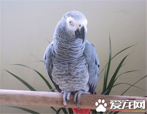 非洲灰鹦鹉壽命 非洲灰鹦鹉平均年齡50年