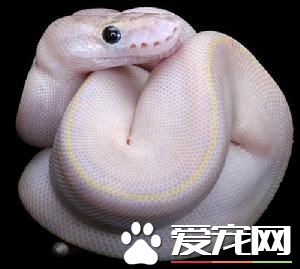 白化球蟒有毒嗎 白化球蟒是無毒的蛇類