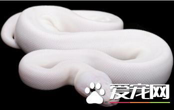 白化球蟒有毒嗎 白化球蟒是無毒的蛇類