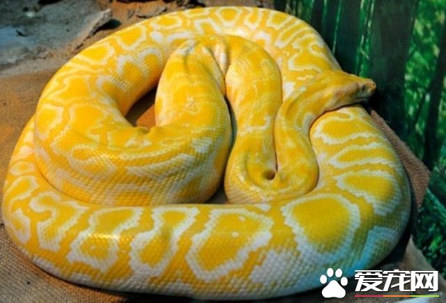 緬甸蟒是爬行動物嗎 緬甸蟒是爬行動物