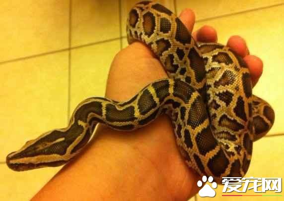 緬甸蟒食物 跟一般蛇類一樣屬於肉食性動物
