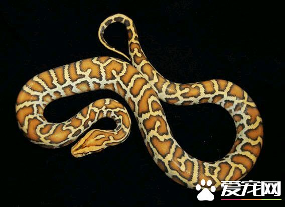 緬甸蟒是爬行動物嗎 緬甸蟒是爬行動物