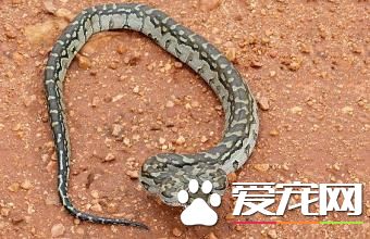 緬甸蟒食物 跟一般蛇類一樣屬於肉食性動物