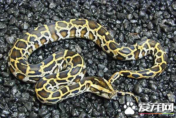 緬甸蟒食物 跟一般蛇類一樣屬於肉食性動物
