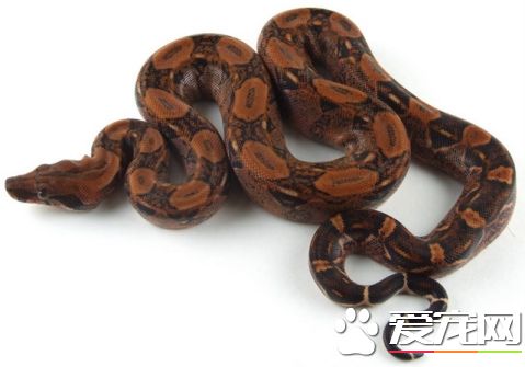 紅尾蚺品種 目前共有10個亞種已被確認