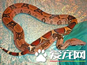紅尾蚺能長多大 人工飼養下成體約2.5米