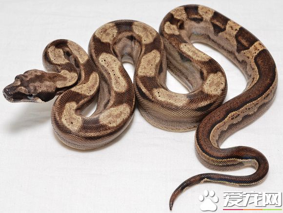 紅尾蚺能長多大 人工飼養下成體約2.5米