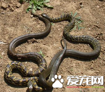 王錦蛇喜歡吃什麼 人工養蛇飼料最好的是鹌鹑