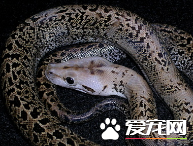 緬甸蟒形態特征 緬甸蟒的頭背部有箭頭狀斑