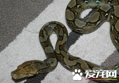緬甸蟒形態特征 緬甸蟒的頭背部有箭頭狀斑