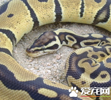 緬甸蟒形態特征 緬甸蟒的頭背部有箭頭狀斑