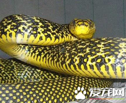 王錦蛇生長周期 王錦蛇是蛇類中生長最快的