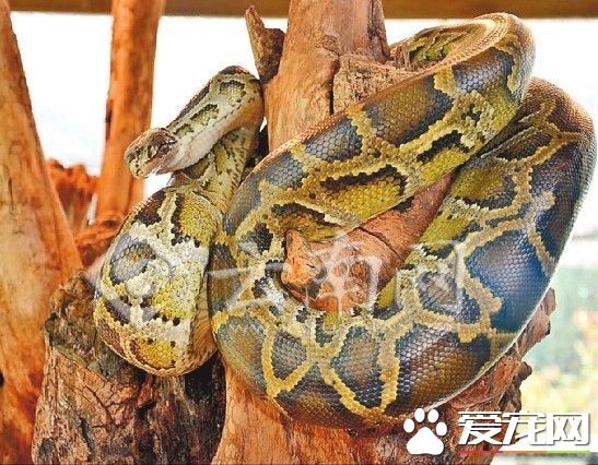 緬甸蟒咬人嗎 一般情況緬甸蟒是不會咬人的