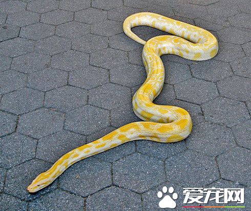 緬甸蟒咬人嗎 一般情況緬甸蟒是不會咬人的