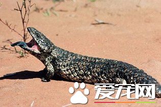 松果蜥怎麼樣 松果蜥的外觀長的比較丑陋
