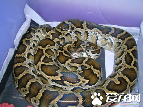 緬甸蟒的飼養方法是什麼 緬甸蟒飼養注意地方