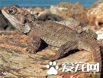 刺背鳄蜥怎麼樣 刺背鳄蜥的繁殖是頗為困難