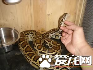 緬甸蟒吃雞蛋嗎 緬甸蟒是可以吃雞蛋的