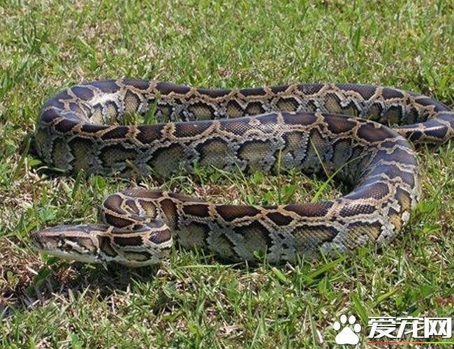 緬甸蟒吃雞蛋嗎 緬甸蟒是可以吃雞蛋的