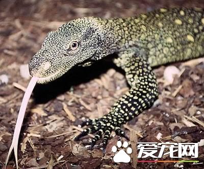 薩氏巨蜥可以養嗎 薩氏巨蜥的飼養難度頗高