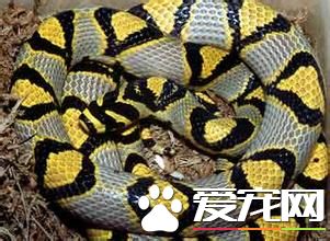 玉斑錦蛇吃什麼 人工馴養的玉斑錦蛇喜歡吃乳鼠