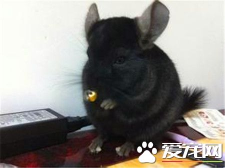 純黑龍貓毛色一定發亮麼 毛質明顯閃亮光澤