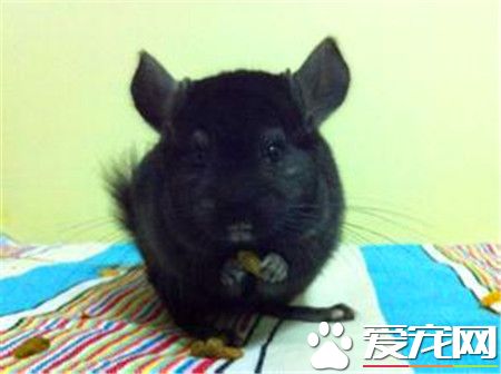 純黑龍貓毛色一定發亮麼 毛質明顯閃亮光澤