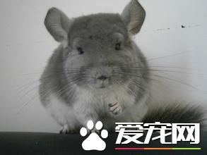 標准灰龍貓和紫灰龍貓哪個更好 兩種龍貓的特征