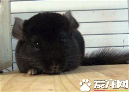 純黑龍貓分辨 龍貓深黑和純黑的區別