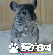 標准灰龍貓和紫灰龍貓哪個更好 兩種龍貓的特征