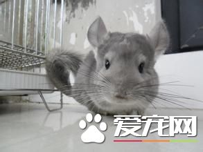 標准灰龍貓和紫灰龍貓哪個更好 兩種龍貓的特征