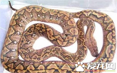 網紋蟒是屬於蟒蛇嗎 網紋蟒是屬於大型蟒蛇的