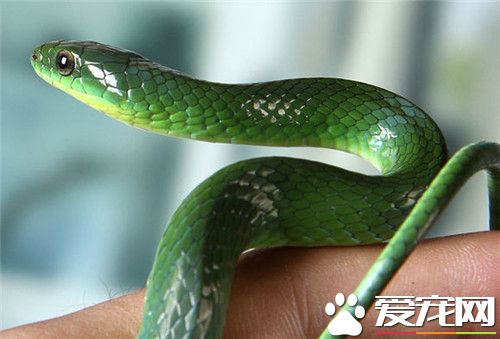 翠青蛇吃什麼 最喜歡吃的食物還是蚯蚓