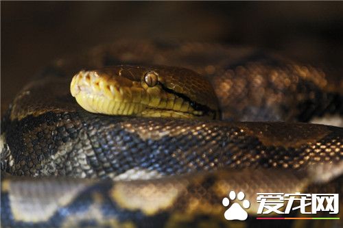 最大的網紋蟒 最大網紋蟒的長度為28.5英尺
