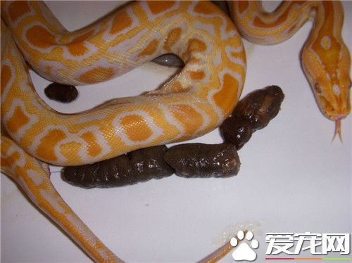 黃金蟒可以養嗎 必須向野生動物主管部門申請