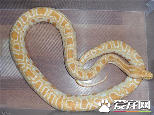 黃金蟒可以養嗎 必須向野生動物主管部門申請