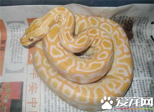 黃金蟒是保護動物嗎 屬於國家一級保護動物