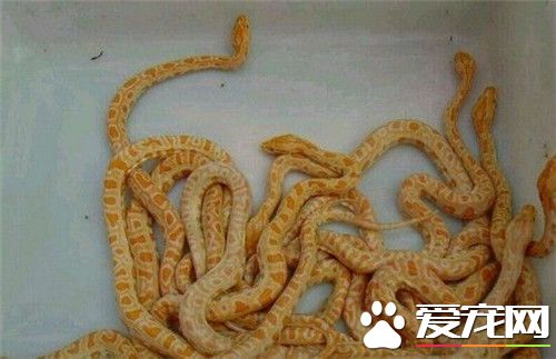 黃金蟒有腳嗎 黃金蟒尾部留有很小的殘肢