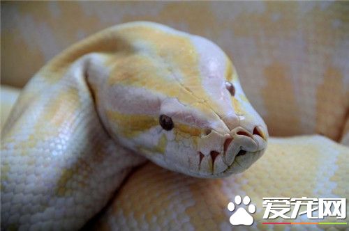 黃金蟒是保護動物嗎 屬於國家一級保護動物