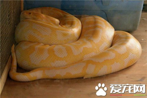 黃金蟒咬人嗎 黃金蟒一般情況是不會咬人的