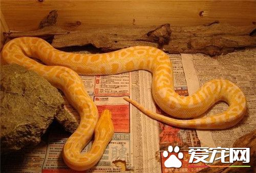 黃金蟒咬人嗎 黃金蟒一般情況是不會咬人的