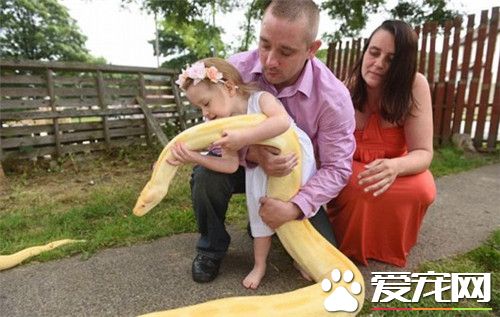 黃金蟒有腳嗎 黃金蟒尾部留有很小的殘肢