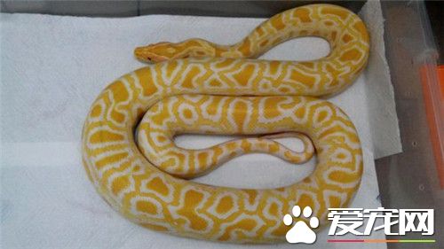 黃金蟒有毒嗎 黃金蟒是沒有毒性的蛇類