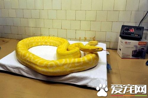 黃金蟒溫順嗎 黃金蟒其實還是很溫馴的蛇類