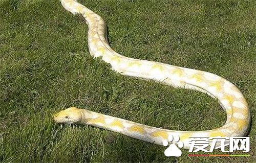黃金蟒有毒嗎 黃金蟒是沒有毒性的蛇類